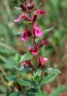 Teucrium chamaedrys