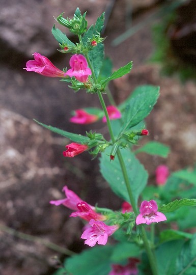 Calamintha grandiflora