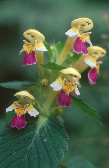 Galeopsis speciosa