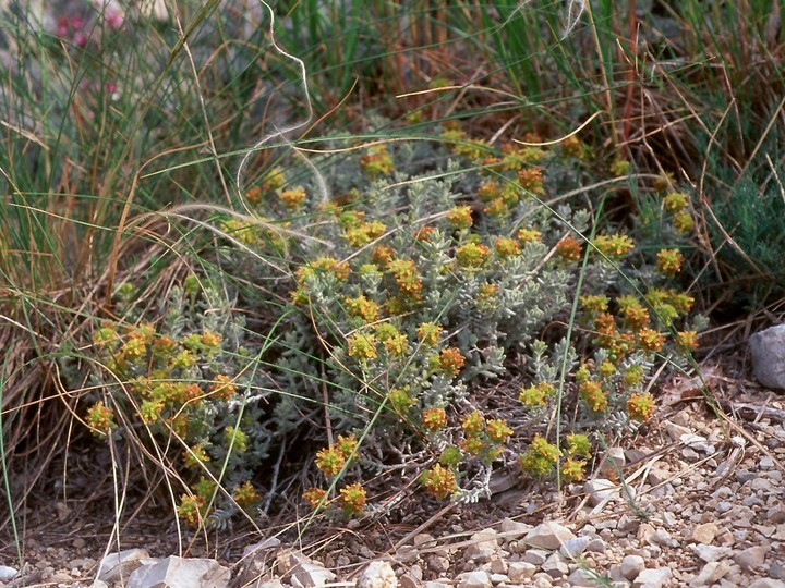 Teucrium aureum