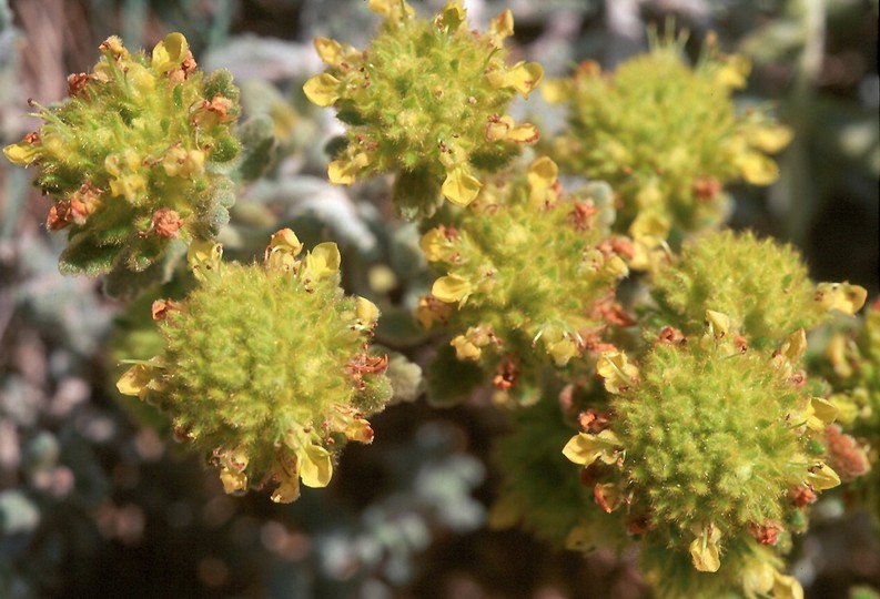 Teucrium aureum