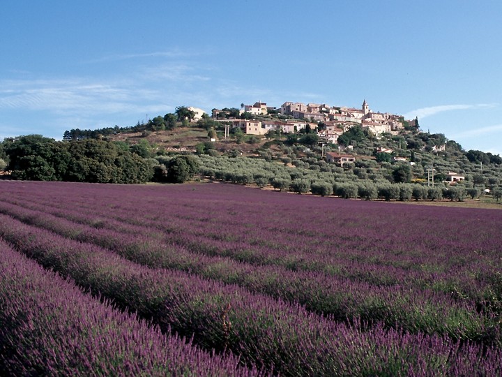 Lavandula officinalis