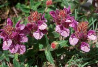 Scutellaria alpina