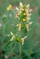 Stachys recta