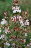 Salvia aethiops