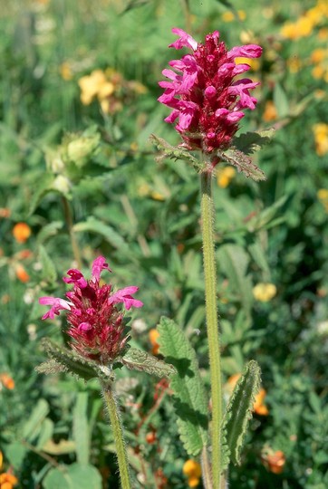 Stachys pradica