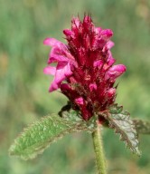 Stachys pradica