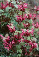 Lamium sp.