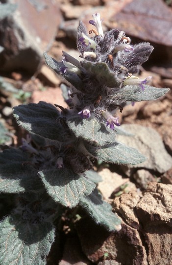 Ajuga orientalis