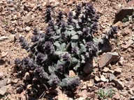 Ajuga orientalis