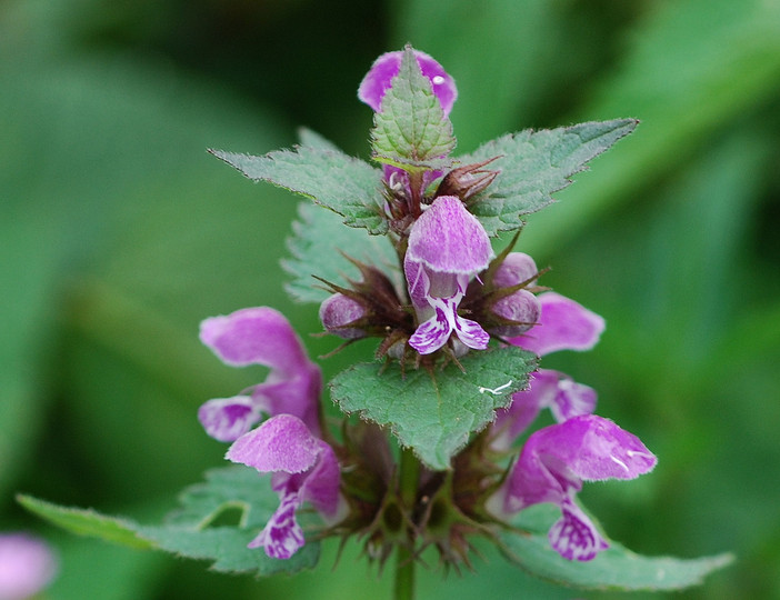 Lamium maculatum