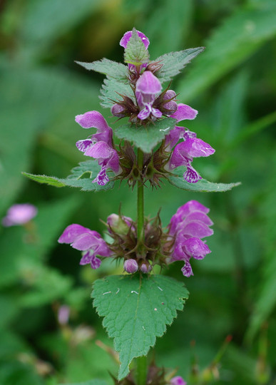 Lamium maculatum