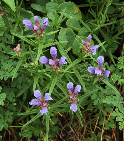 Dracocephalum ruyschiana