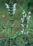 Salvia verbenaca