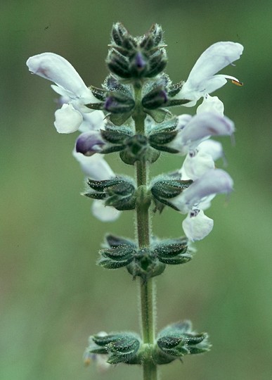 Salvia verbenaca