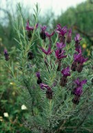 Lavandula stoechas