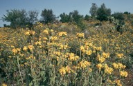 Phlomis fruticosa