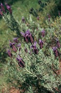 Lavandula stoechas