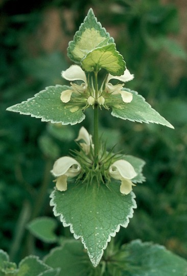 Lamium moschatum