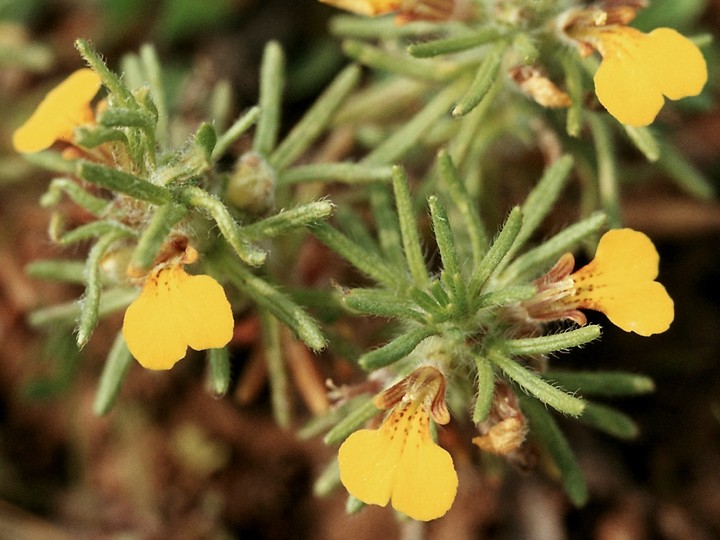 Ajuga chamaepitys