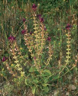 Salvia viridis