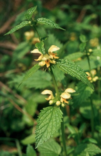 Lamiastrum galeobdolon