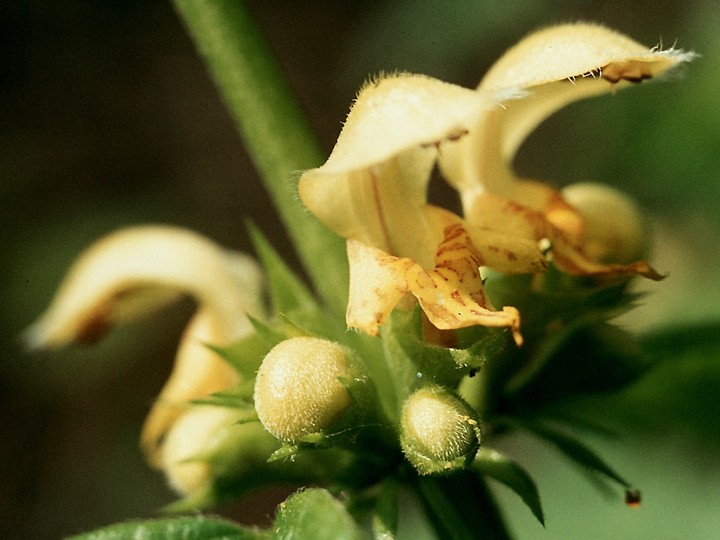 Lamiastrum galeobdolon