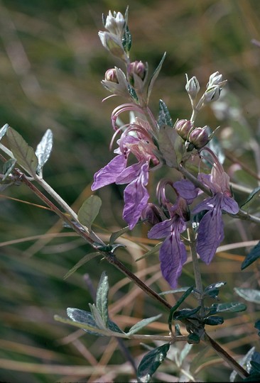 Teucrium fruticans