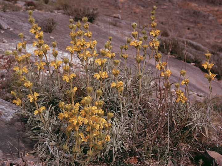 Phlomis lychnitis