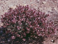 Thymus vulgaris