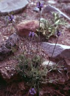 Lavandula multifida