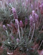 Lavandula dentata