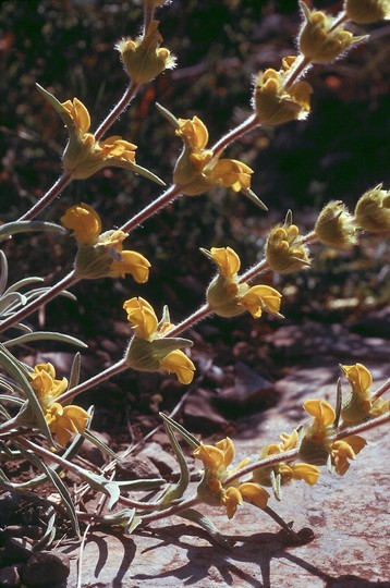 Phlomis lychnitis