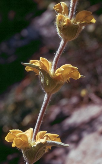 Phlomis lychnitis