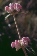 Phlomis purpurea