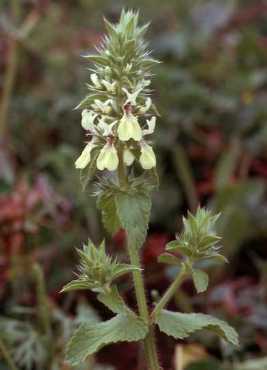 Stachys ocymastrum