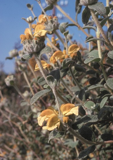 Phlomis sp.