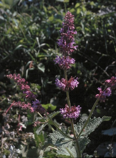 Salvia verticillata