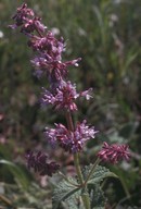 Salvia verticillata