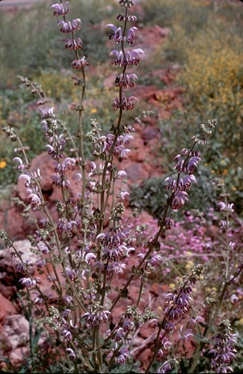 Salvia sp.4