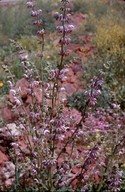 Salvia sp.4