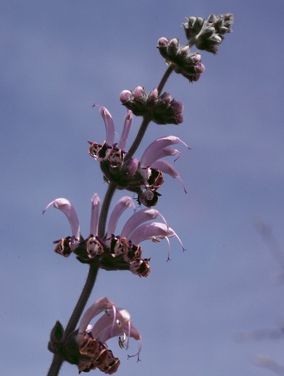 Salvia sp.4