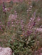 Salvia sp.4