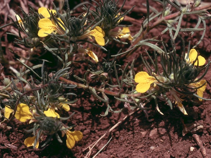 Ajuga chamaepitys