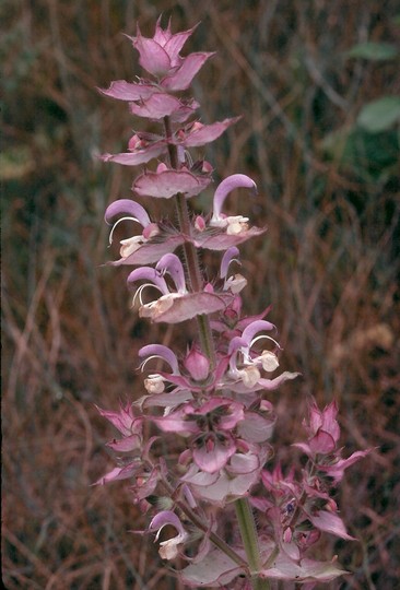 Salvia sclarea