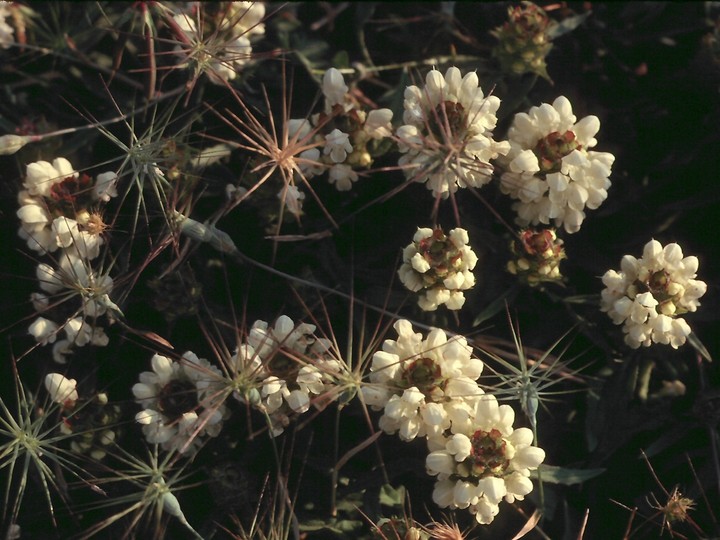 Prunella laciniata