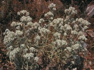 Teucrium polium ssp. polium