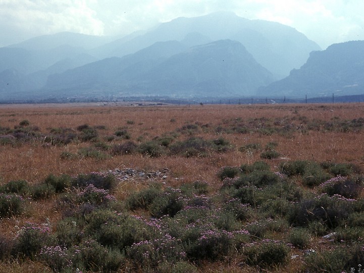 Coridothymus capitatus