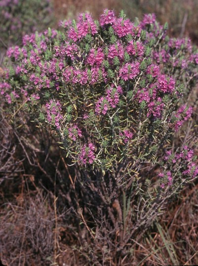 Coridothymus capitatus