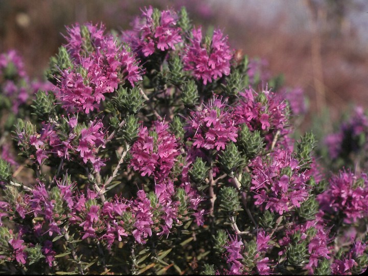 Coridothymus capitatus